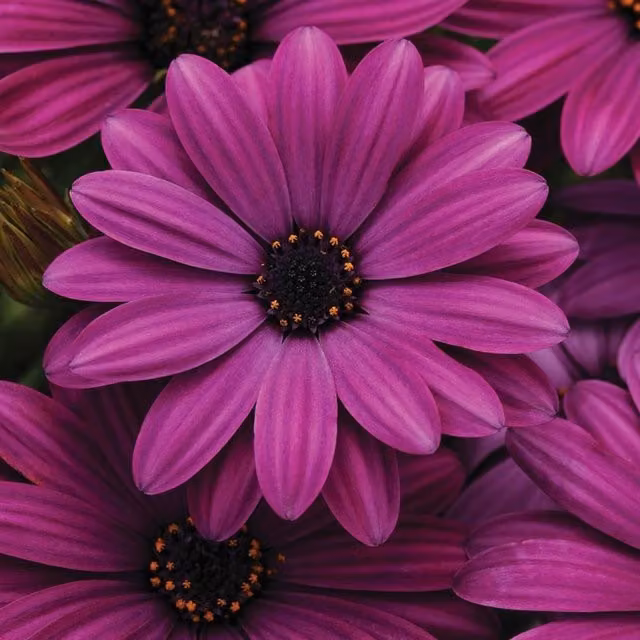 Plant Theory Set of 3 Akila Purple African Daisy Osteospermum Bedding Plants in 9cm Pots
