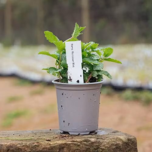Thompson & Morgan Moroccan Mint Mentha Herb, 1 Litre Potted Perennial Plant – 2
