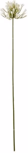 Lemon Pavilion Agapanthus Floral Spray in Beige, Green and White, W: 15 cm, D: 15 cm, H: 75 cm