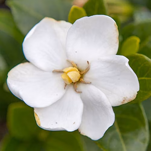 You Garden 3 x Winter Hardy Gardenia Kleim's Hardy Ornamental White Shrubs in 9cm Pots – 4