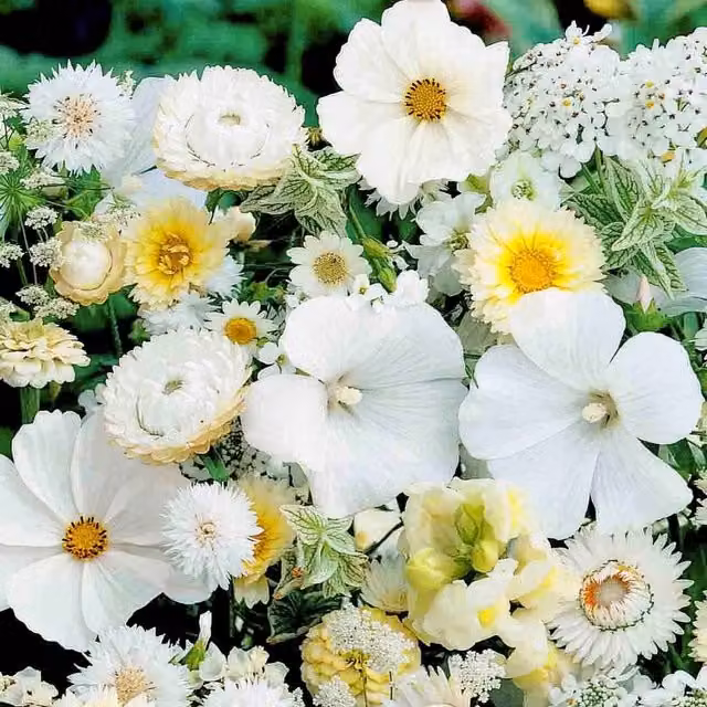 Unwins Sea Of White Mixed Annuals Flower Seeds, White
