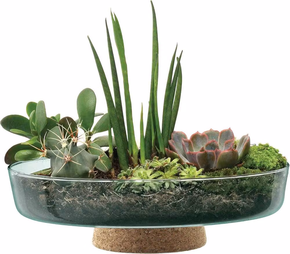 LSA International Canopy Glass Planting Bowl, Transparent, Diameter: 28 cm, Height: 8 cm – 3