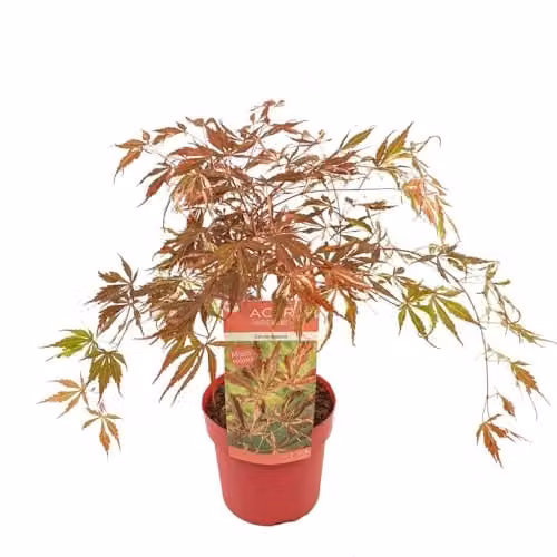 Thompson & Morgan Acer palmatum Extravaganza Variegated Ornamental Tree, 3 Litre Potted Plant