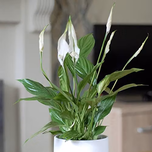 Thompson and Morgan Peace Lily Spathiphyllum Torelli Indoor House Plant with White Blooms, 3 x 12cm Pots – 4