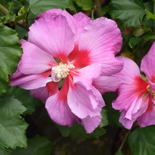 Thompson and Morgan Hibiscus Walberton’s Rose Moon, Pink Hardy Deciduous Rose Mallow Shrub, 3.6 l Pots