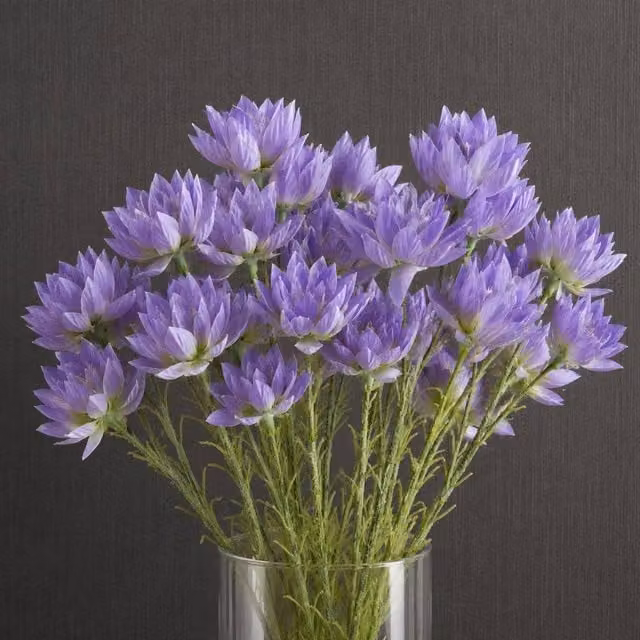 Leaf Pack of 6 Purple Artificial Starflower Stems, 60 cm Height – 1