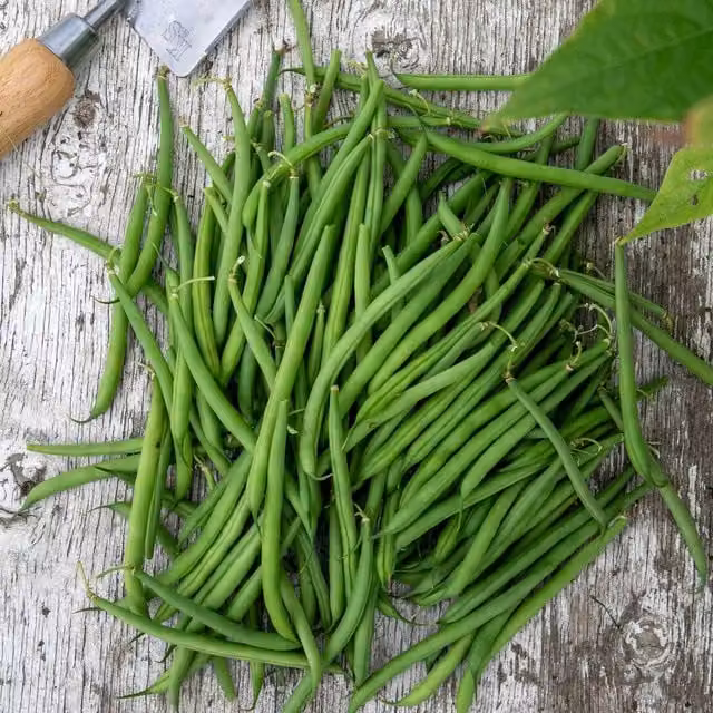 Marshalls Faraday Dwarf French Bean Seeds, Compact Disease-Resistant Variety, 50 Seeds