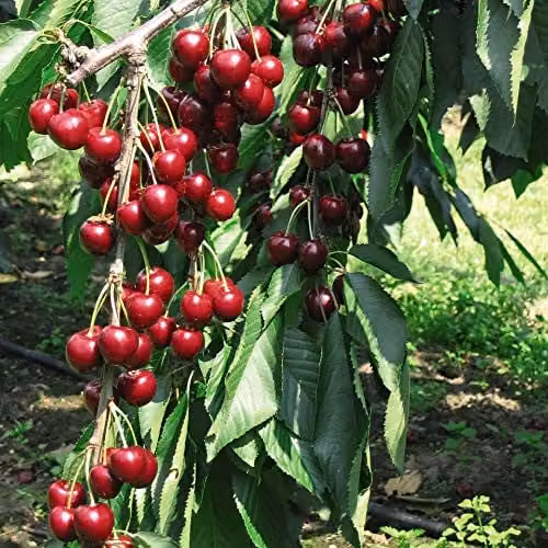 Thompson and Morgan Stella Sweet Cherry Fruit Tree, Standard Patio Hardy Garden Plant, 4.5L Pot – 6