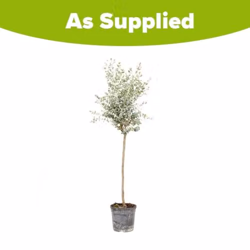 YouGarden Eucalyptus Gunnii Standard Outdoor Ornamental Tree, Height: 60-100 cm, 2L Pot – 4