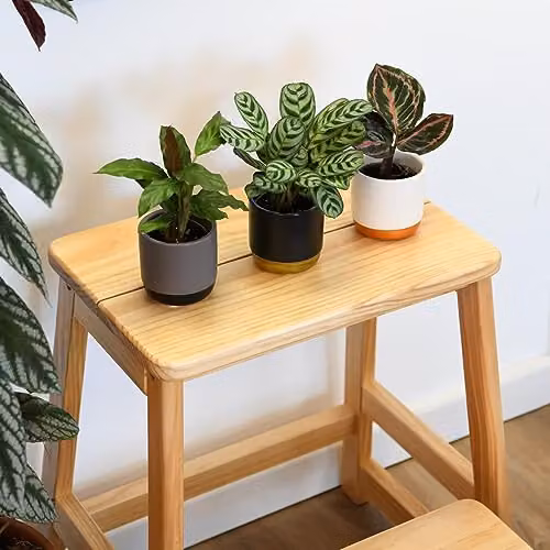 Thompson and Morgan Calathea Makoyana Starter Mix, 6 x 6cm Potted Green Foliage Perennial Indoor Plants – 2