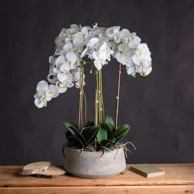 Love Lace Large White Orchid in a Stone Pot