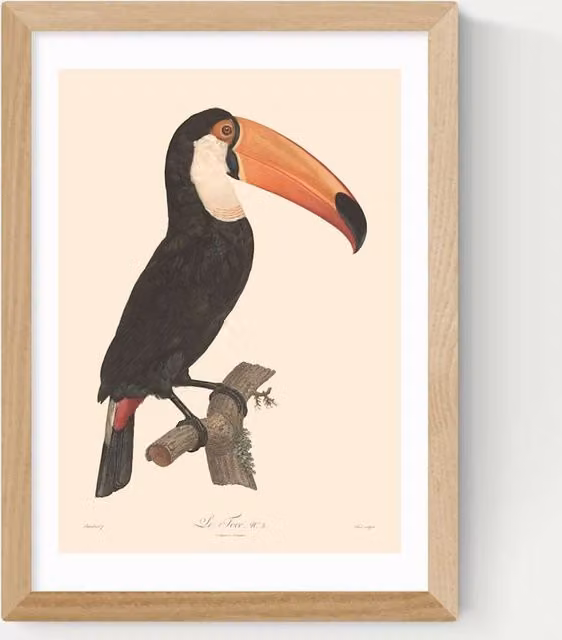 East End Prints Toucan by Aster Framed Art Illustration in Multicolour and Beige