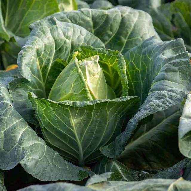Marshalls Garden Cabbage Duncan Green