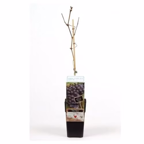 Thompson & Morgan Fruit Vitis Grape Beta High-Yield Potted Plants, 2 x 15cm Pots