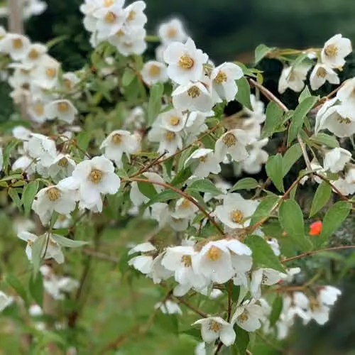 Thompson & Morgan Philadelphus Fragrant Falls Mock Orange Shrub with White Flowers, 9cm Pot