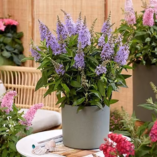 Thompson and Morgan Buddleja davidii Dwarf Compact Butterfly Candy Little Lila Lilac Flowering Hardy Shrub, 1x 9cm Potted Plant