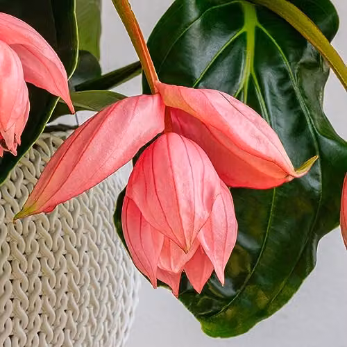 Thompson and Morgan Medinilla Magnifica Flamenco Flowering Indoor Tropical Plant with 17cm Pot, Pink – 4