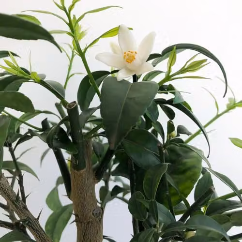 Thompson and Morgan Yuzu Citrus Fruit Tree, 3 Litre Potted Plant – 1