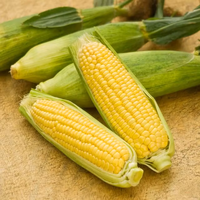 Marshalls Mirai Picnic F1 Early Super Sweet Yellow Garden Sweetcorn Seeds, 20 Seeds