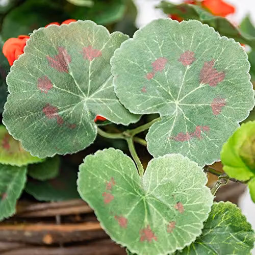 Primrose Red Artificial Geranium Flowers in a Rattan Hanging Basket, Diameter: 30 cm – 4