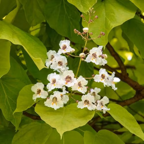 YouGarden Golden Indian Bean Tree Catalpa bignonioides Aurea Ornamental Plant in 5 Litre Pot – 2