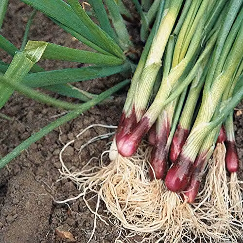 Thompson & Morgan Lilia Spring Onion Seeds, 500 Seeds – 1