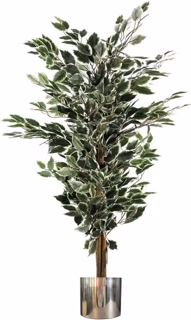 Leaf 130cm Artificial Variegated White and Green Ficus Tree with Silver Planter in Green