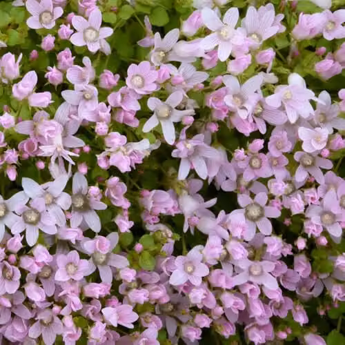 Thompson & Morgan Anagallis tenella Bog Pimpernel Pink Aquatic Plants, 3 x 1L Pots – 3