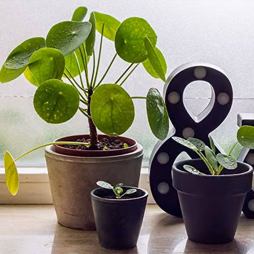 Thompson and Morgan 2 x Pilea Peperomioides Chinese Money Plant with Pink Flowers in 11cm Pots – 2