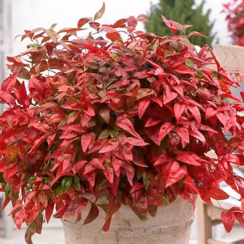 Thompson and Morgan Nandina Duo Heavenly Bamboo Magical Lemon and Lime and Blush Pink Hardy Evergreen Ornamental Shrubs, 2 x 9cm Pots