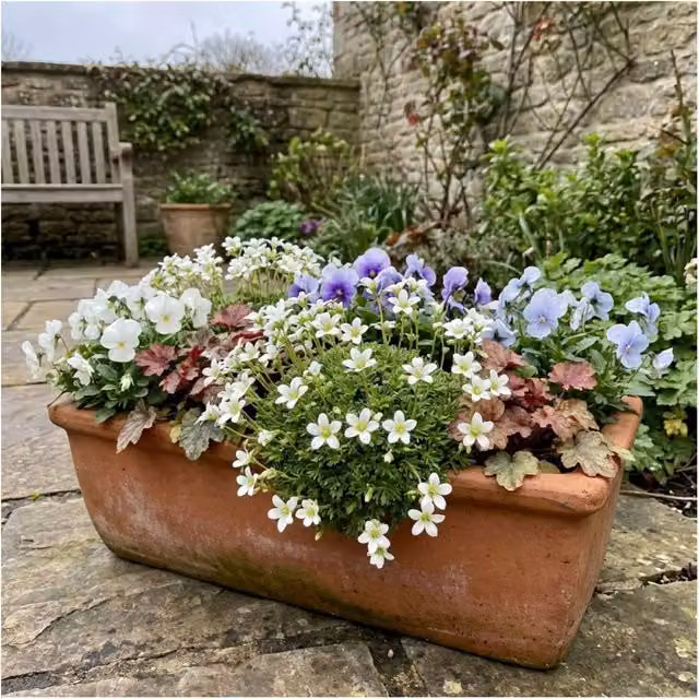 Plants by Post Saxifrage Ice Colours Pearl White Alpine Plant, 1L