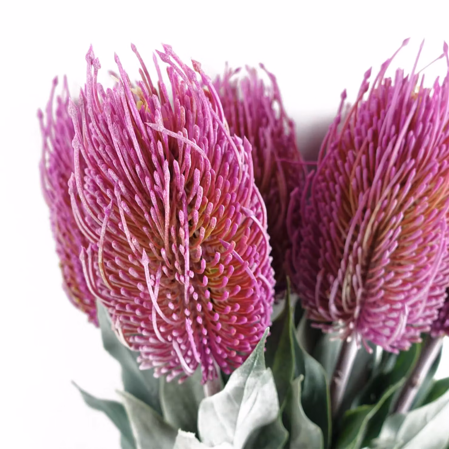 Leaf Design Pink Banksia Menziesii Artificial Flower Stems, Pack of 6, Height: 75 cm – 3