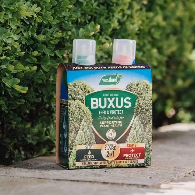 Westland Buxus Feed and Protect Liquid Plant Tonic Duo Pack, 2 x 500ml
