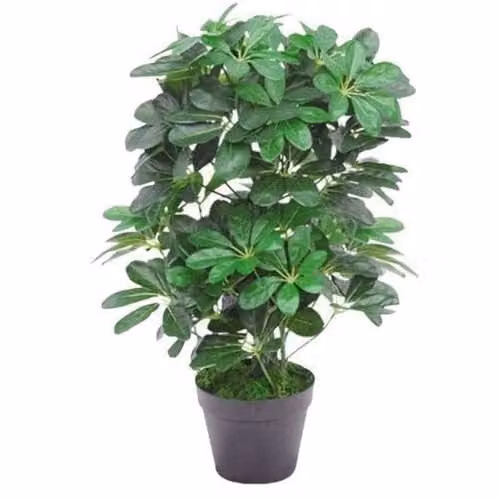 Leaf Design UK Dark Green Artificial Schefflera Arboricola Potted Tabletop Plant Height: 55 cm