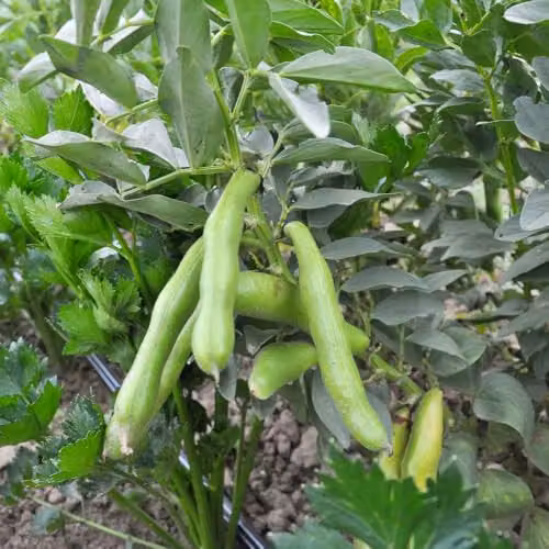 Thompson & Morgan Vroma Broad Bean Seeds, 50 Seeds per Packet – 3