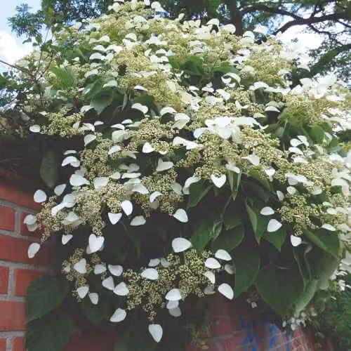 Thompson & Morgan Hydrangea Anomala Petiolaris Climbing Plant with White Summer Blooms in an 18 Litre Pot – 4