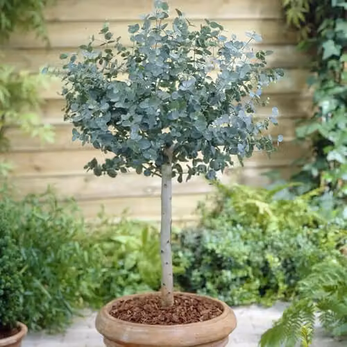 YouGarden Eucalyptus Gunnii Standard Outdoor Ornamental Tree, Height: 60-100 cm, 2L Pot – 1