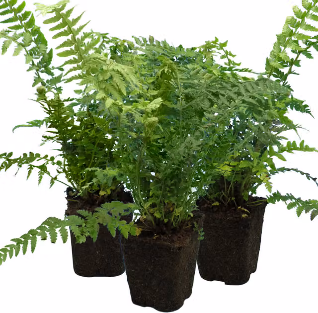 Plants By Post Pack of 3 Male Fern Dryopteris filix-mas Hardy Shade Perennial Garden Plants, Green, 1L Pots