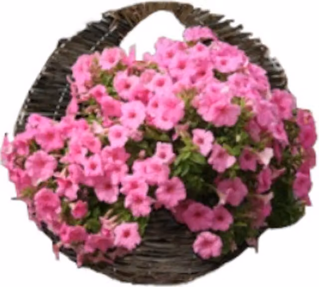 Ambassador Willow Wall Basket Planter in Brown