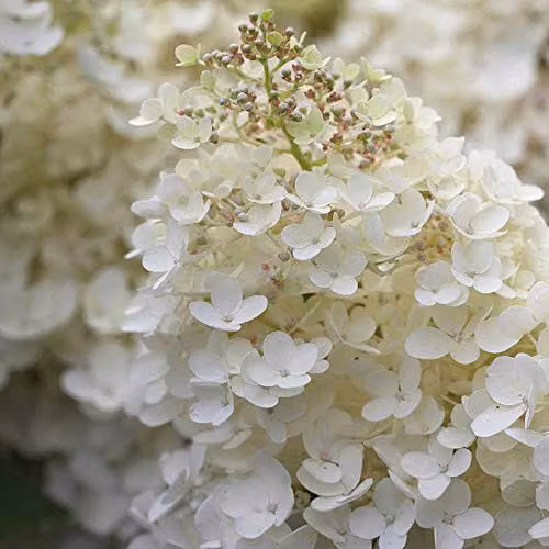 Thompson and Morgan Hydrangea Paniculata Grandiflora White Ornamental Deciduous Shrub, 2 x 9cm Potted Plants