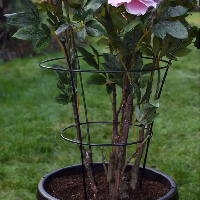 Thompson & Morgan Black Climbing Frame for Large Peonies or Herbaceous Plants, Pack of 3