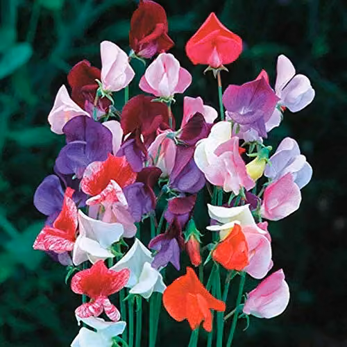 Thompson and Morgan Sweet Pea Heirloom Mixed Multicolour Climbing Flower Seeds, 20 Seeds