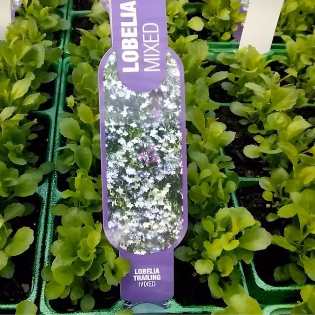 Plants By Post Lobelia Trailing Mixed Plants, 12 Plants, Multicolour