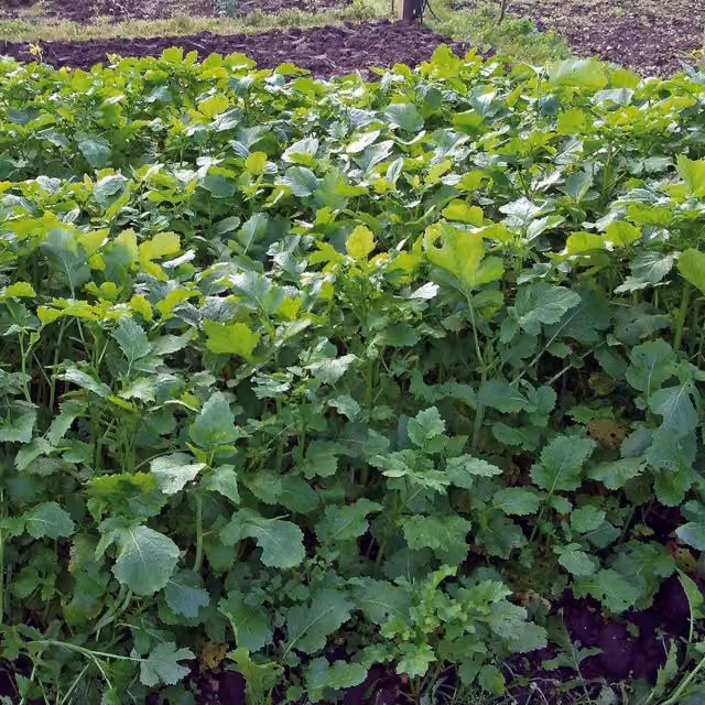 Marshalls Garden Snow Wind F1 Mangetout Pea Seeds, Green Vegetable Seeds