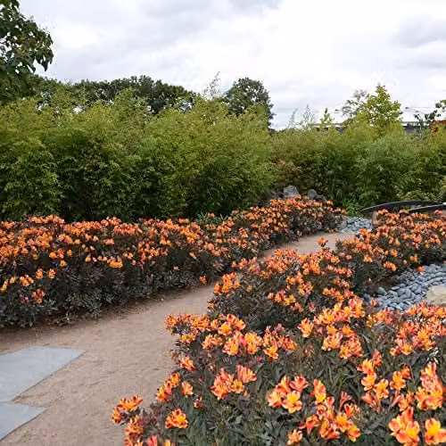 Thompson & Morgan Indian Summer Alstroemeria Peruvian Lily Plants, Orange and Yellow Blooms, 6x Jumbo Plug Plants – 2