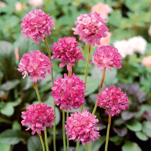 Marshalls Armeria Nifty Thrifty Pink and White Hardy Evergreen Perennial Ground Cover Plant, Pack of 3