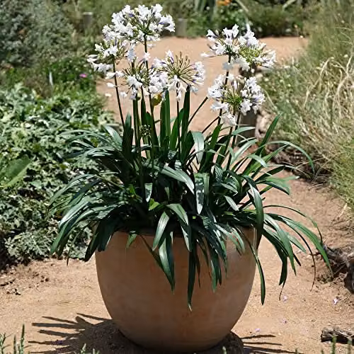 Thompson and Morgan Agapanthus Ever Sparkle Compact African Lily Bicolour Potted Plant, 1 x 9cm Pot – 2