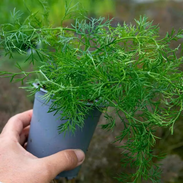 Marshalls Garden Dill Anethum graveolens Bedding Plant, Green