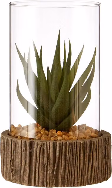 Fiori Small Green Succulent in a Round Transparent Glass and Stone Pot – 2