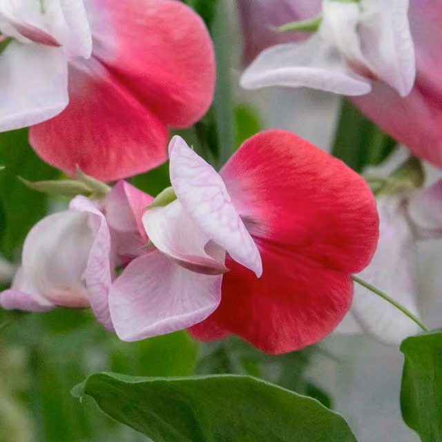 Unwins Little Red Riding Hood Sweet Pea Seeds, Pink and Green Climber Flower Seeds
